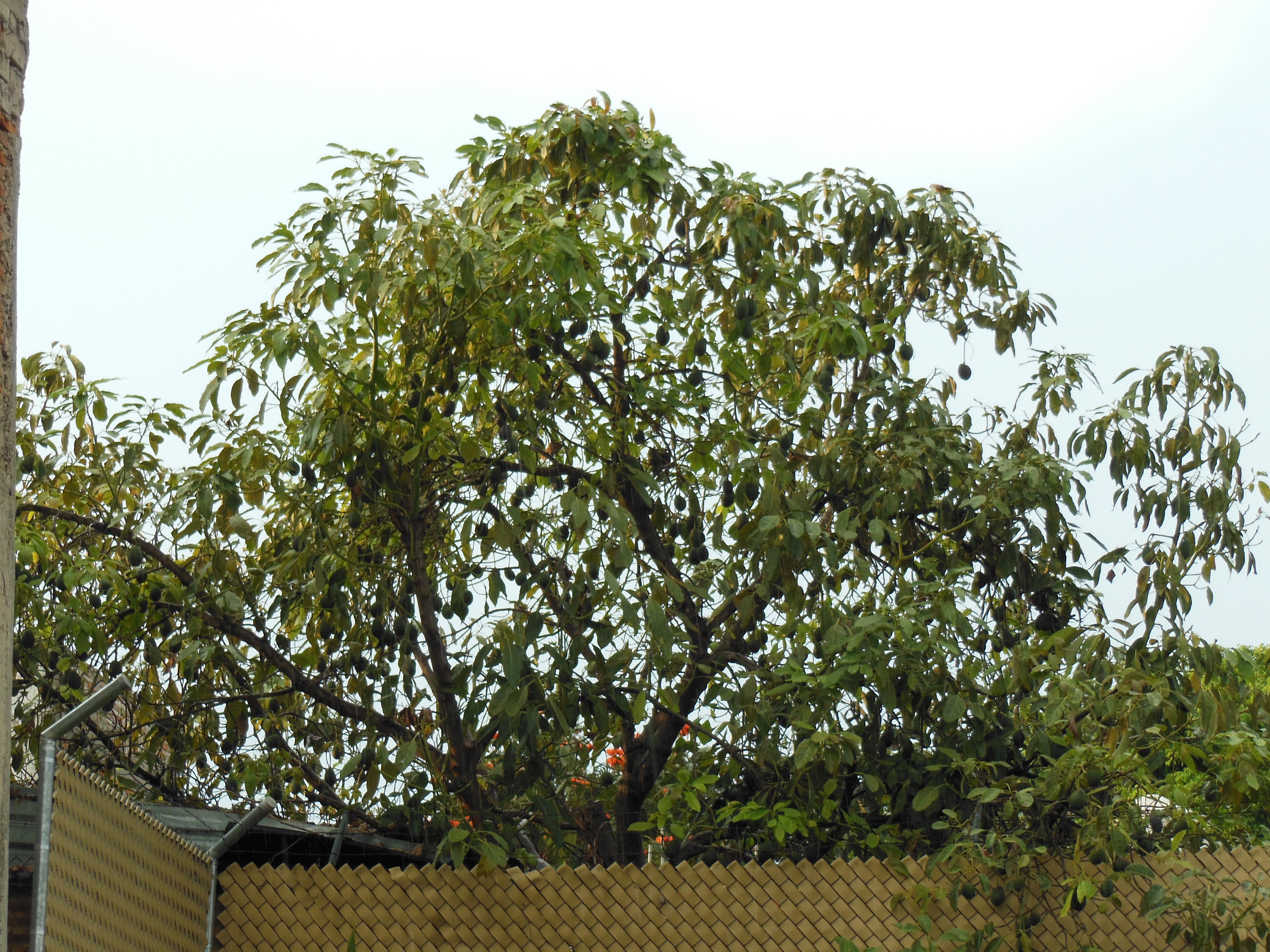 アボカドってこんなふうに実ってる！アボカドの木。 NAZCA LINE & MARGARITA